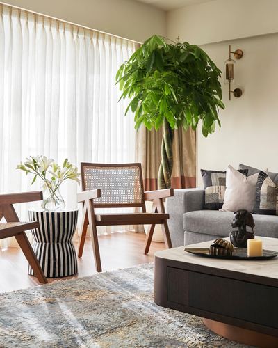 Living room with cane armchairs, grey sofa, striped side table and a large potted plant by sheer curtains