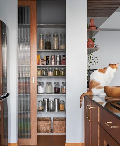 Cat sits on kitchen counter beside open pantry shelving stocked with glass jars