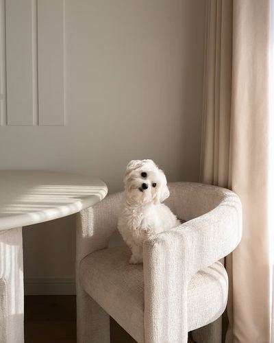 White fluffy dog sitting on a curved cream boucle armchair beside a round table