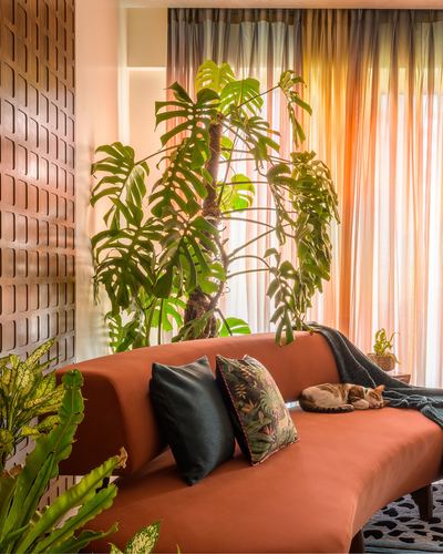 Terracotta sofa with dark cushions beneath a large monstera plant and sheer amber curtains