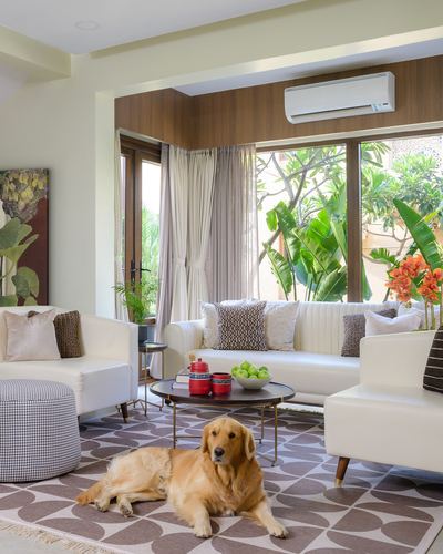 White living room with sheer curtains, dark wood accent wall, and a golden retriever on a patterned rug