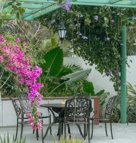Outdoor patio with wrought-iron table and chairs under a vine-covered green pergola, bougainvillea in foreground