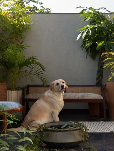 Labrador dog sitting on terrace floor in front of a cane bench surrounded by potted plants