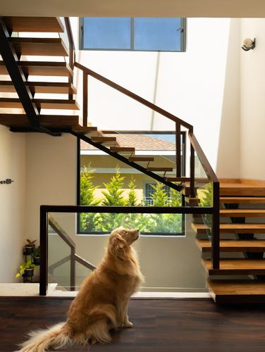 Golden retriever sits at base of floating wooden staircase, gazing upward, framed by tall window with greenery visible outside